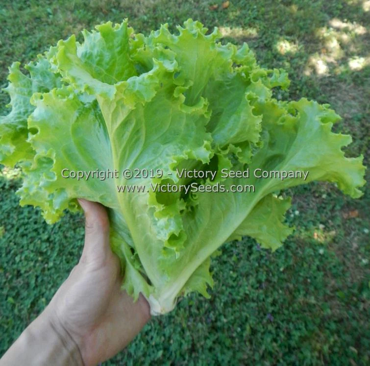 Waldmann's Green Leaf Lettuce - Image 5
