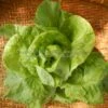 Wayahead Butterhead Lettuce