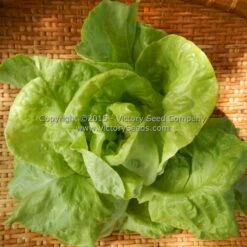Wayahead Butterhead Lettuce