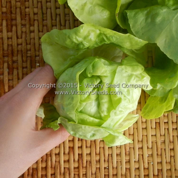Wayahead Butterhead Lettuce - Image 2