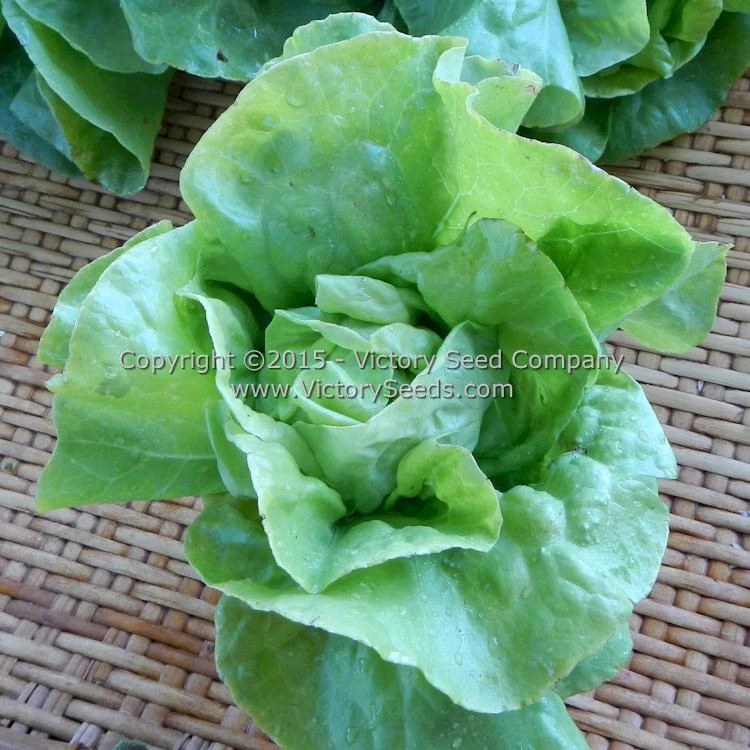 Wayahead Butterhead Lettuce - Image 3