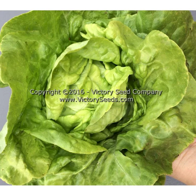 White Boston Butterhead Lettuce - Image 2