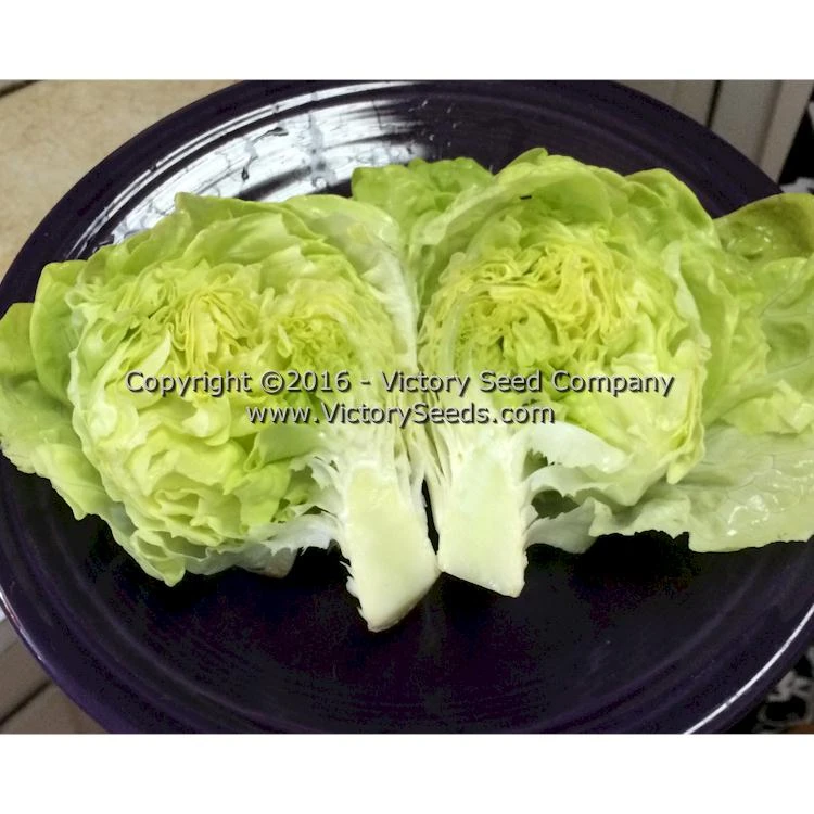 White Boston Butterhead Lettuce - Image 3