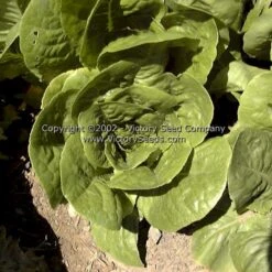 Winter Density Bibb-Romaine Lettuce