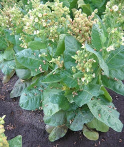 Limonka Rustica (Lemon) Tobacco