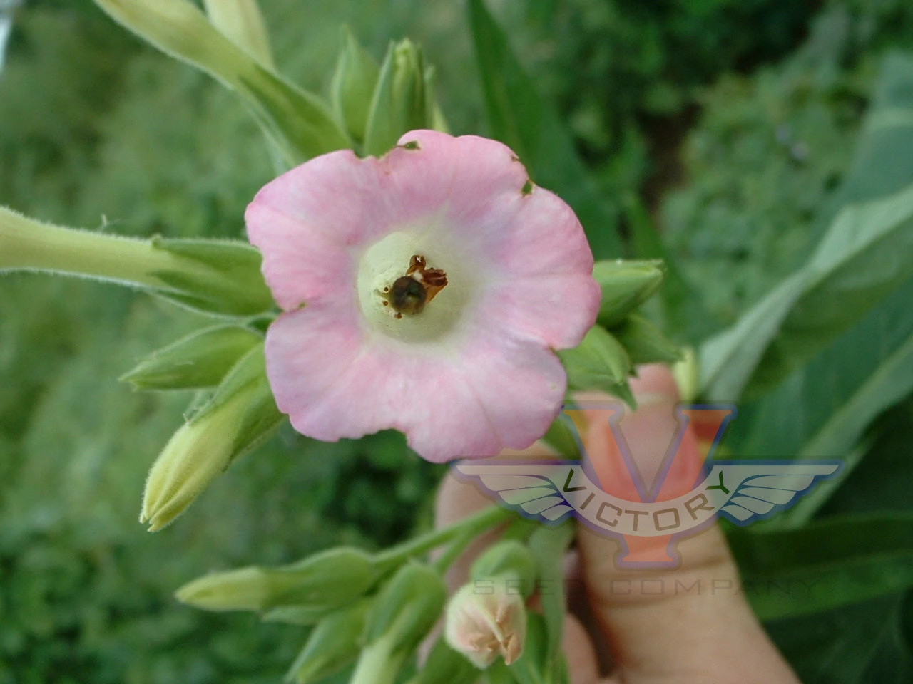 Little Dutch Tobacco - Image 2