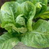 Little Gem Cos Lettuce