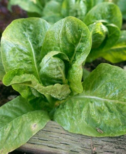 Little Gem Cos Lettuce