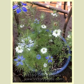 Love-in-a-Mist 'Miss Jekyll' - Image 3