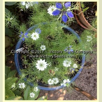 Love-in-a-Mist 'Miss Jekyll' - Image 4