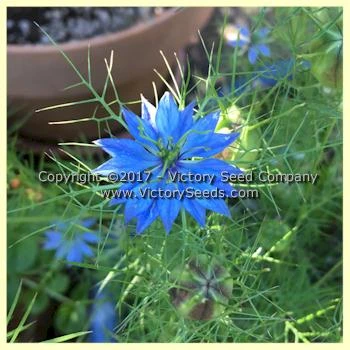 Love-in-a-Mist 'Miss Jekyll' - Image 5