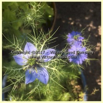 Love-in-a-Mist 'Miss Jekyll' - Image 6