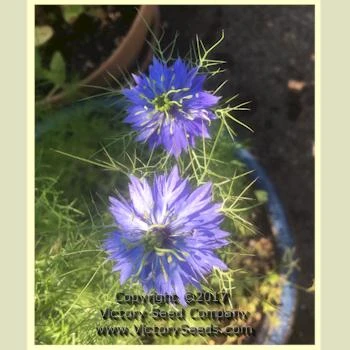 Love-in-a-Mist 'Miss Jekyll' - Image 7
