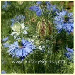 Love-in-a-Mist 'Miss Jekyll'