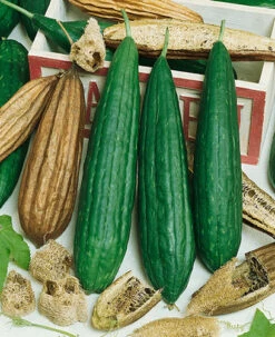 Luffa Sponge Gourd