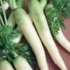 Lunar White Carrot