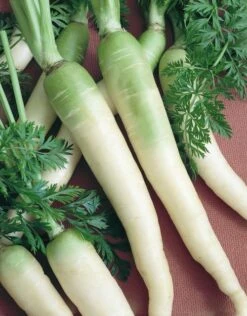 Lunar White Carrot