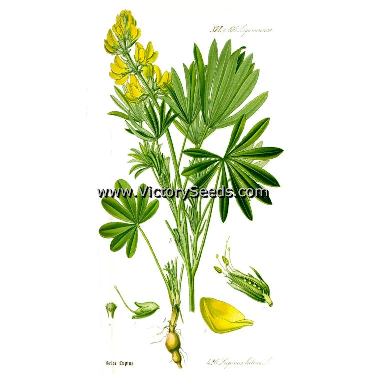 Yellow Lupine - Image 4