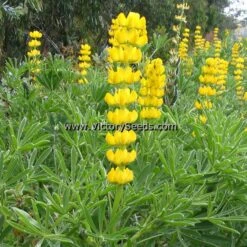 Yellow Lupine