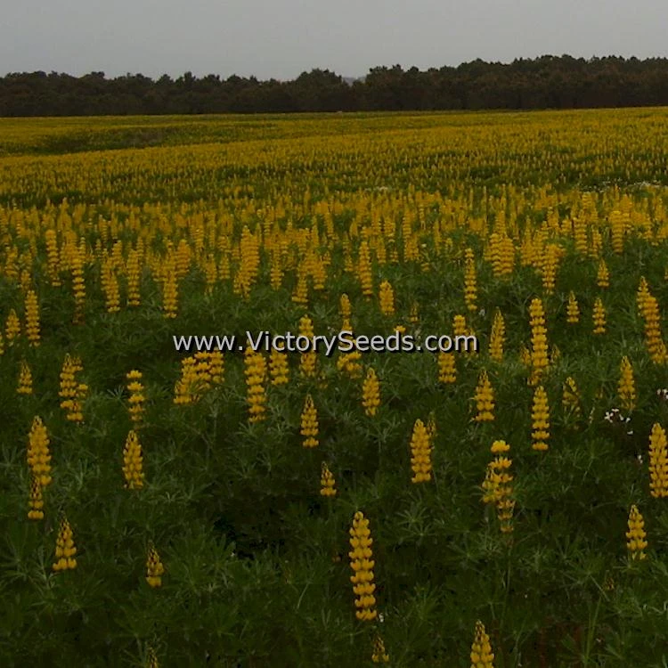 Yellow Lupine - Image 2