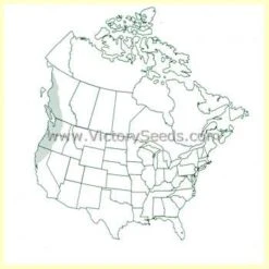 Pacific Northwest Wildflower Mix