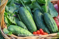 Marketmore 76 Cucumber