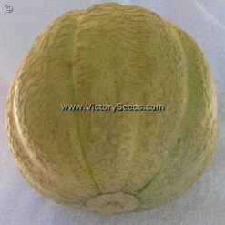 Bender's Surprise Muskmelon