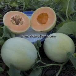 Honeydew, Orange Flesh Melon