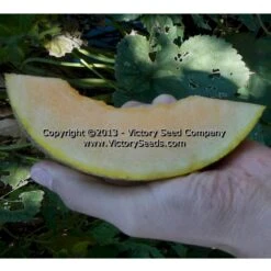 Tularosa Market Melon