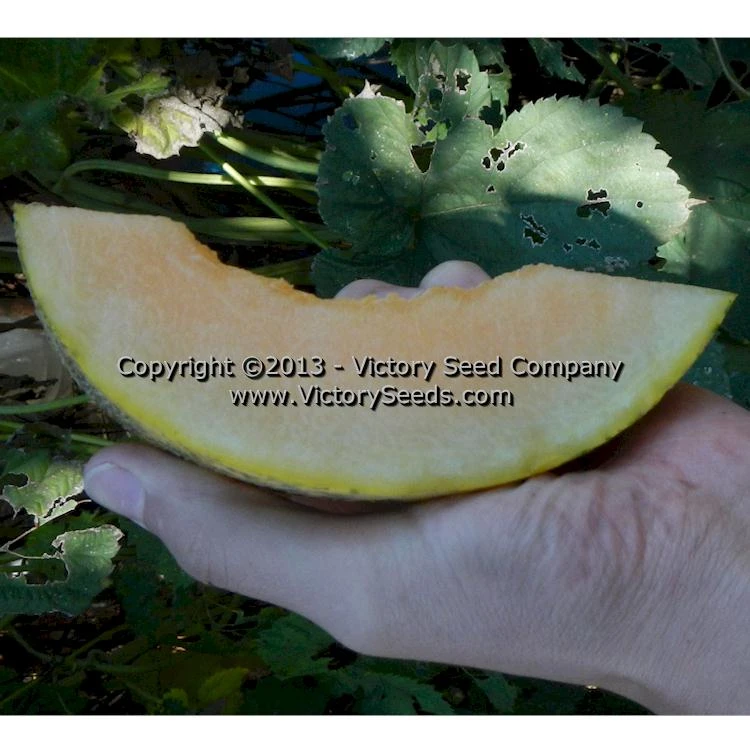 Tularosa Market Melon
