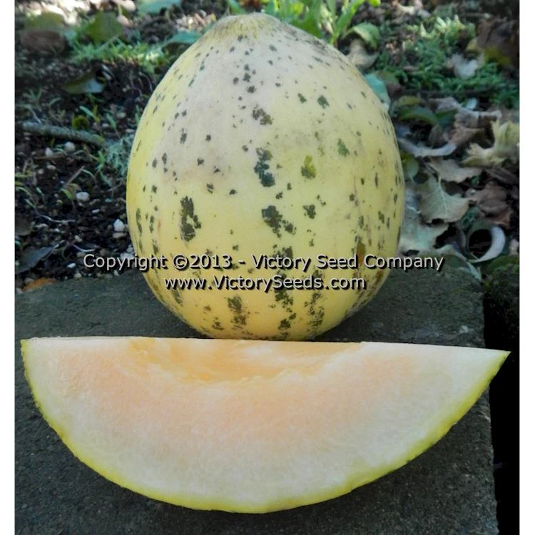 Tularosa Market Melon - Image 3