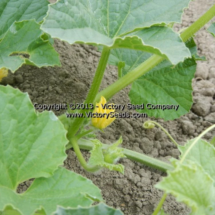 Tularosa Market Melon - Image 8