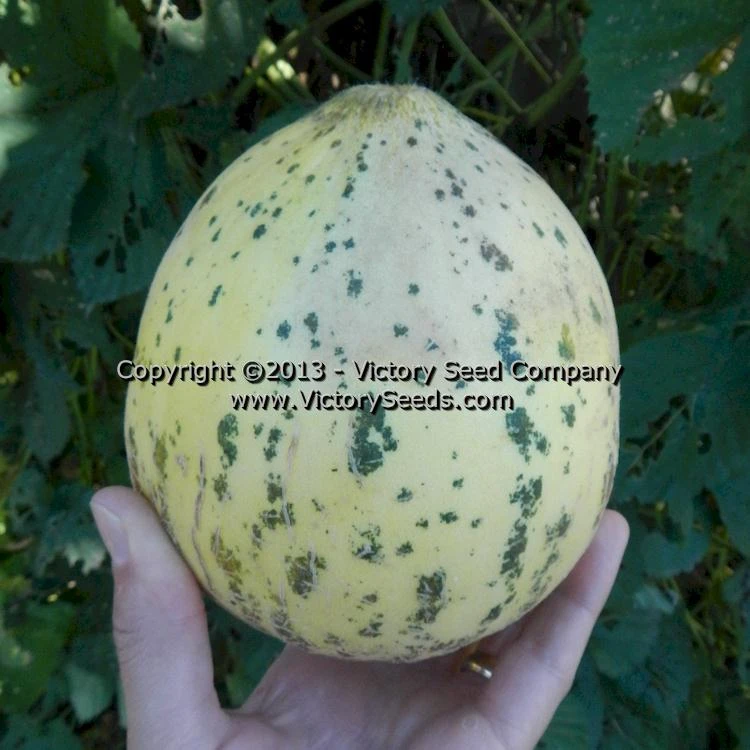 Tularosa Market Melon - Image 2