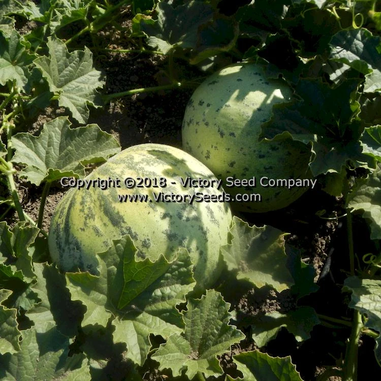 Tularosa Market Melon - Image 5