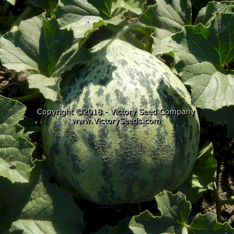 Tularosa Market Melon - Image 7