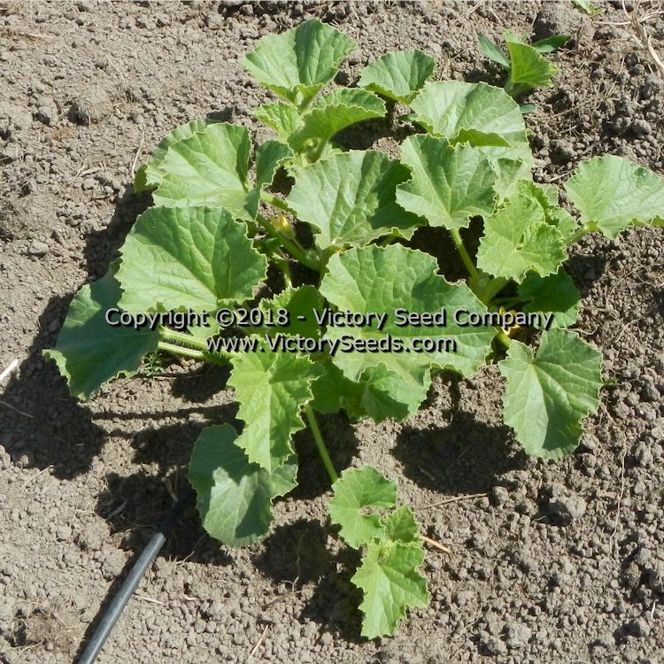 Tularosa Market Melon - Image 6