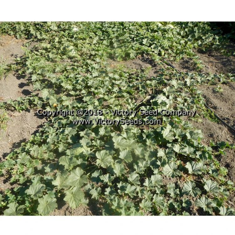 Tularosa Market Melon - Image 4