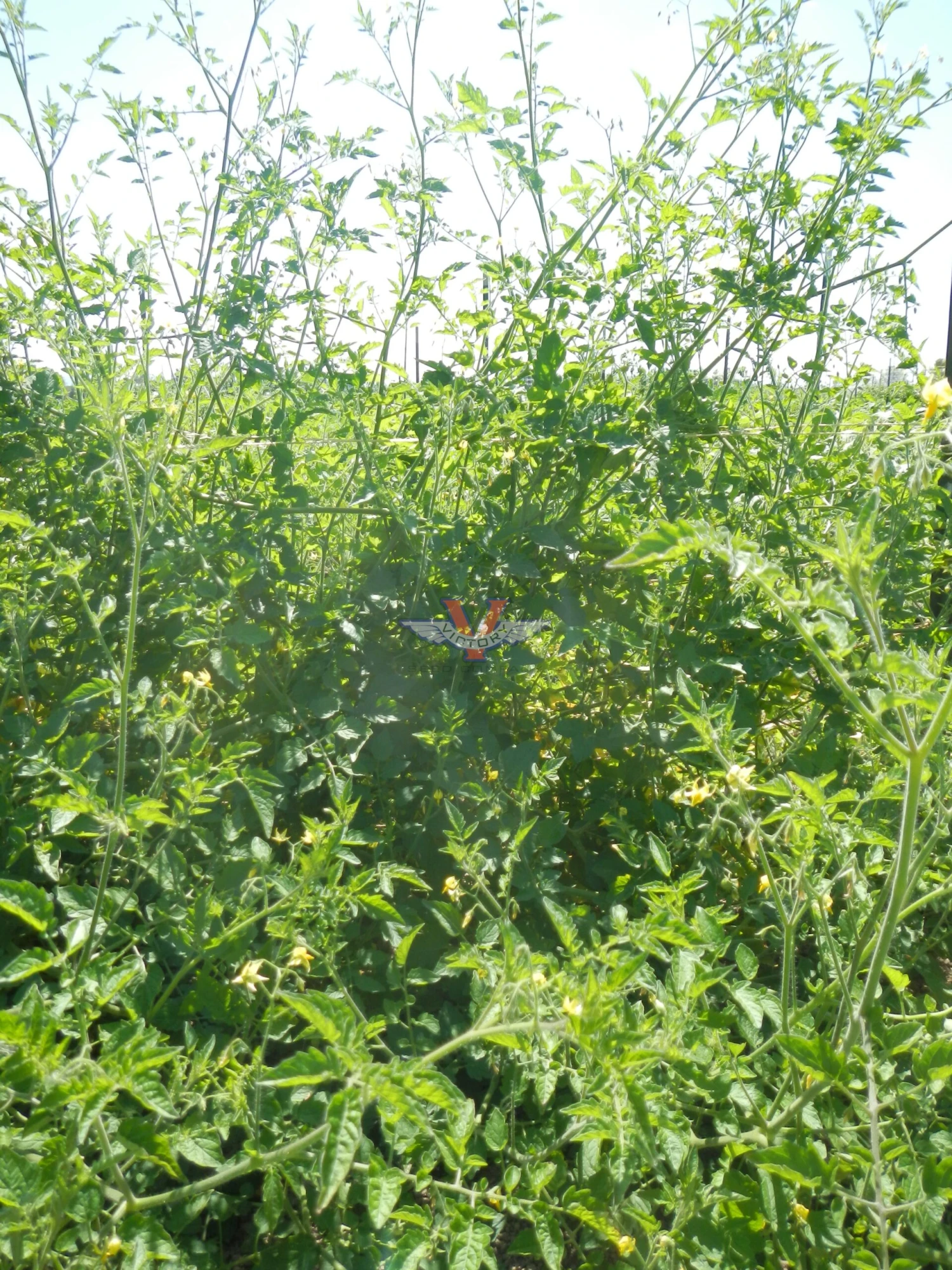 Mexico Midget Tomato - Image 9