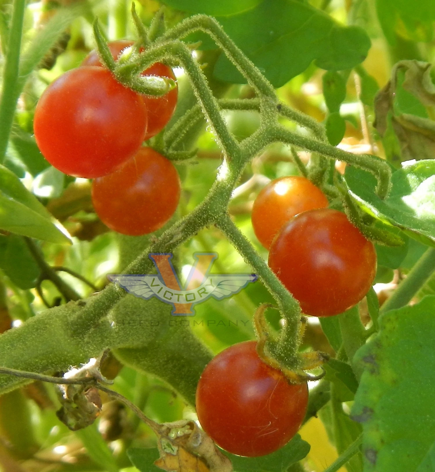 Mexico Midget Tomato - Image 5