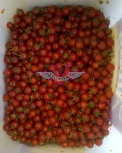 Mexico Midget Tomato