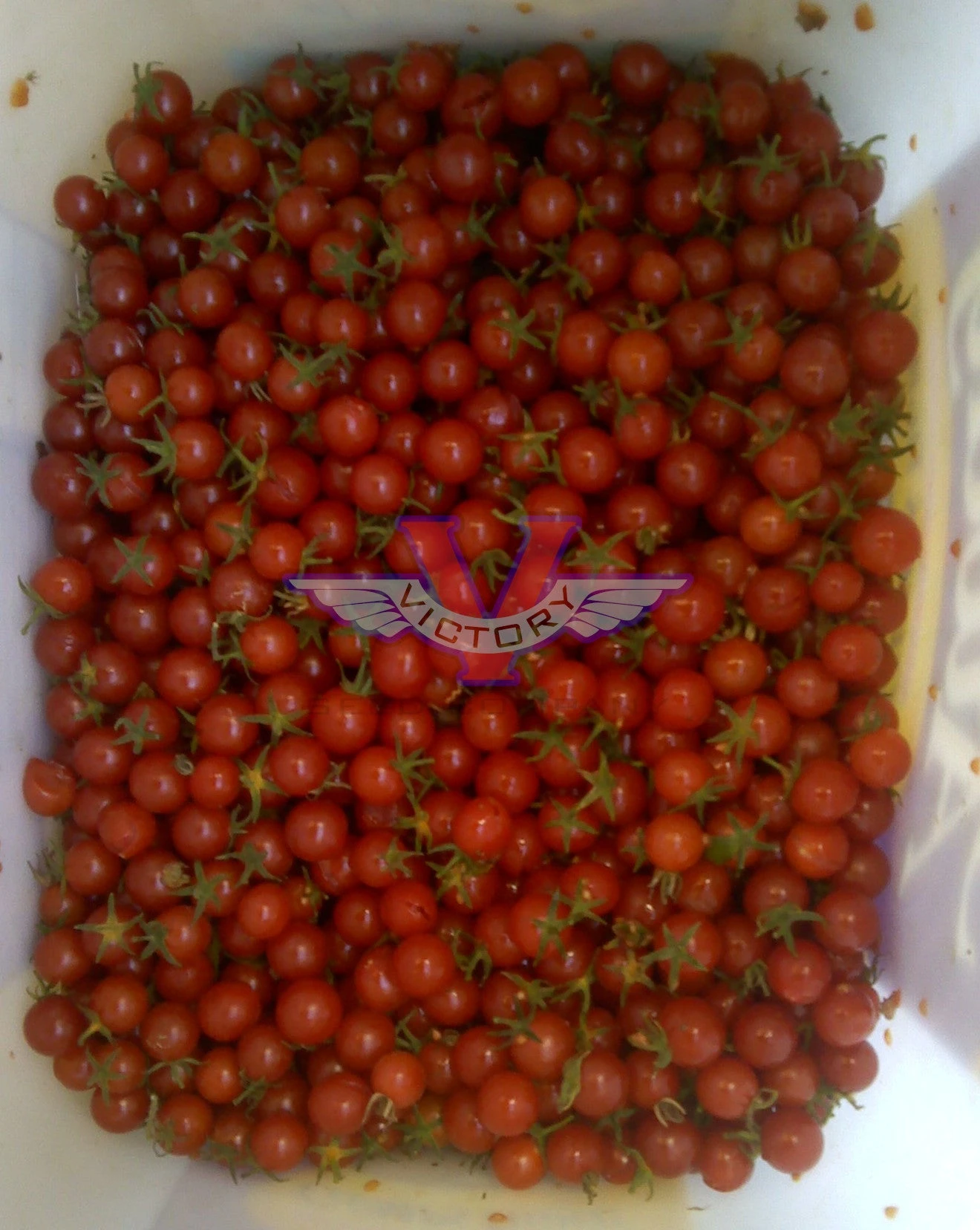 Mexico Midget Tomato