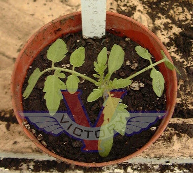 Mexico Midget Tomato - Image 8