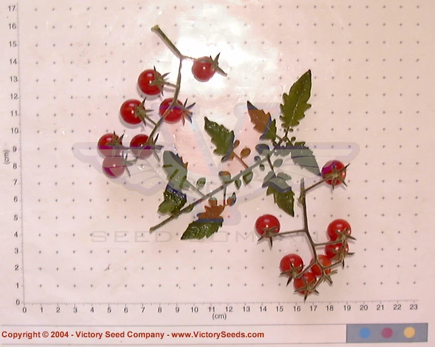 Mexico Midget Tomato - Image 6