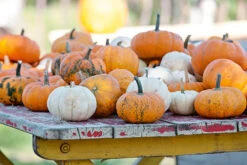 Mini Fall Blend Pumpkin