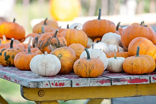 Mini Fall Blend Pumpkin