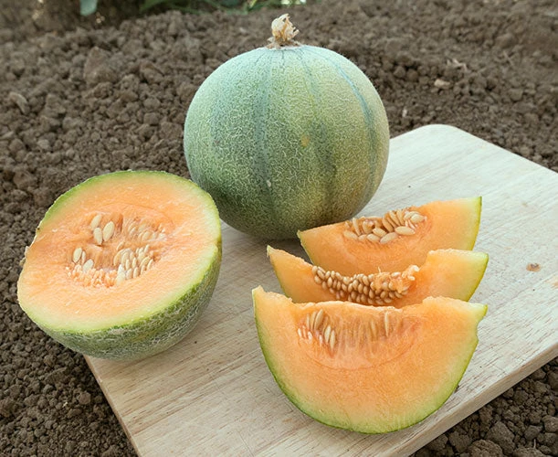 Minnesota Midget Melon