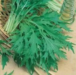 Mizuna Mustard Greens