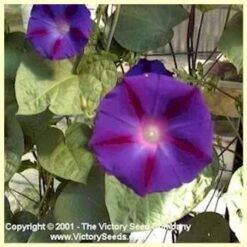 Morning Glory, Grandpa Otts