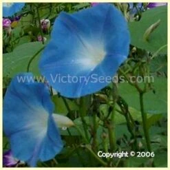 Morning Glory, Heavenly Blue