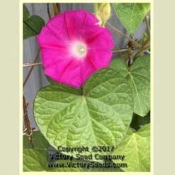 Morning Glory, Scarlet O'Hara